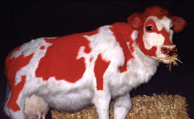 Red-Cow